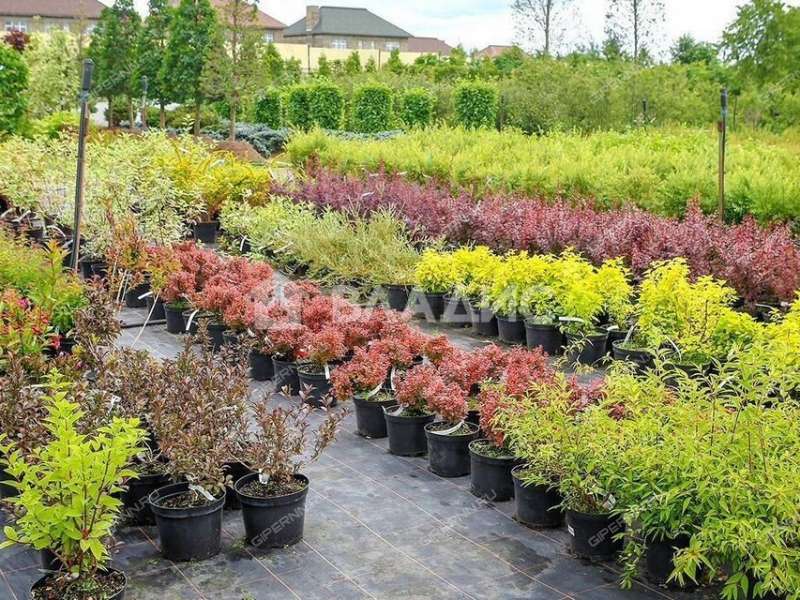 земельный участок 8 соток Бор