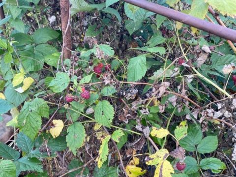 dacha-rabochiy-poselok-gidrotorf-balahninskiy-municipalnyy-okrug фото