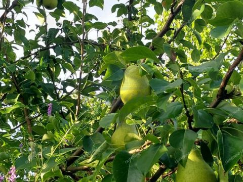 dom-rabochiy-poselok-pilna-pilninskiy-rayon фото