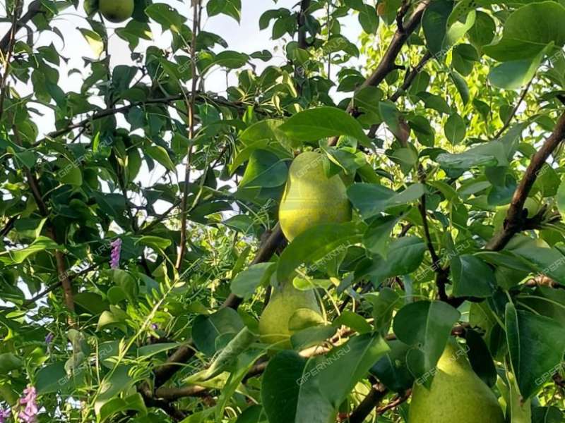 дом на улице Ленина рабочий посёлок Пильна