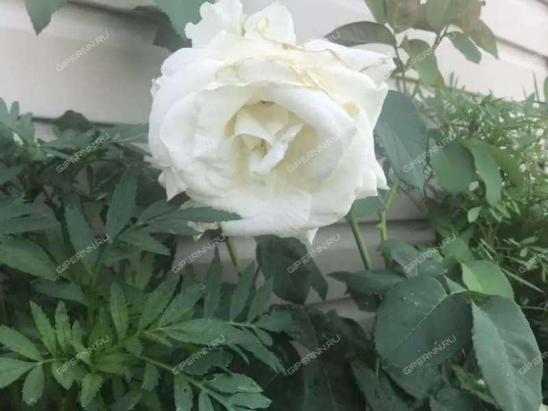 дача на СНТ 50 лет октября