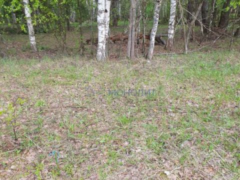 selo-ostankino-gorodskoy-okrug-bor фото