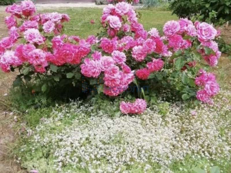 дом на сектор 1 село Каменки