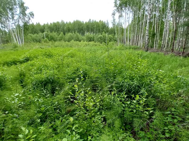 земельный участок 15 соток СНТ Ясная поляна деревня Хмелевая Поляна