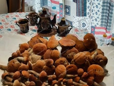 dacha-snt-n8-oao-gaz-gorodskoy-okrug-bor фото