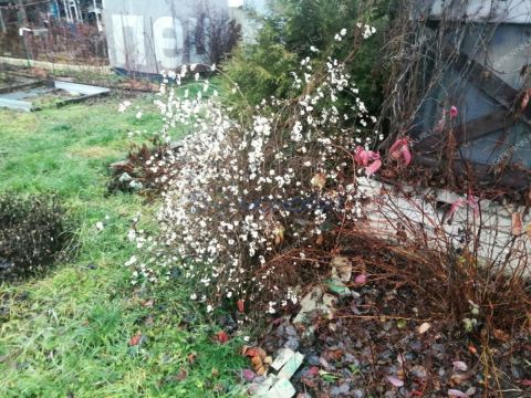 dacha-snt-vodnik-2-gorodskoy-okrug-bor фото