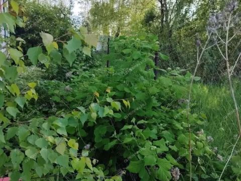 dacha-snt-doz-1-snt-doz-1 фото