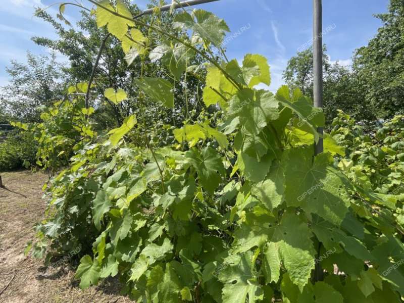 дача на  Дружба-86 снт