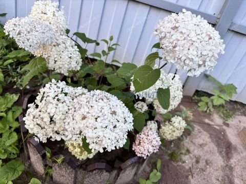 dacha-snt-yabloko фото